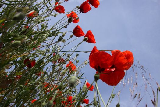 Poppies in perspective against a background of blue sky
