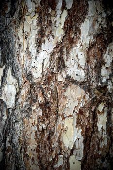 A texture bark