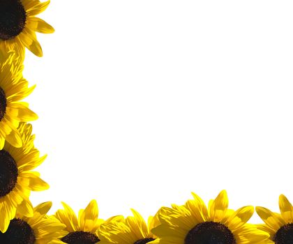 A border of sunflower