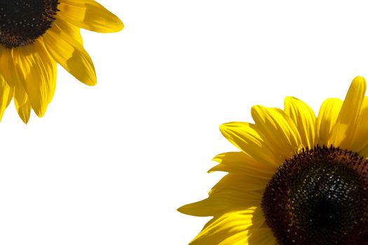 Two sunflowers on white