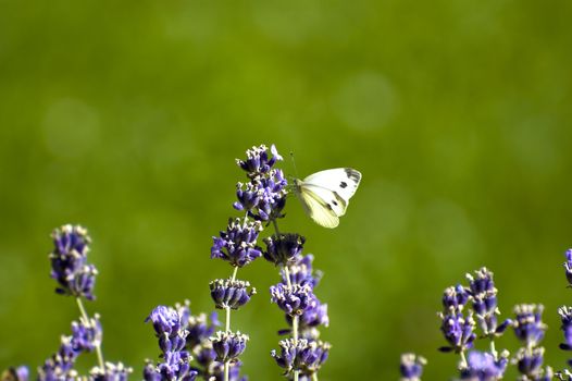A buterfly on lavender