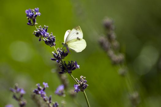 A buterfly on lavender