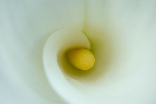 A nice white calla illuminated