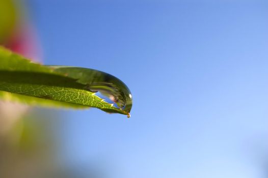 A drop on a leaf