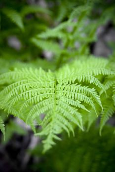 A green fern