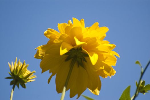 Yellow sunflower