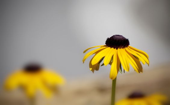 A yellow daisy