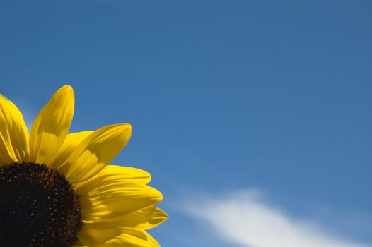 Sunflower in the sky