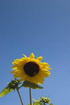 Sunflower and bee