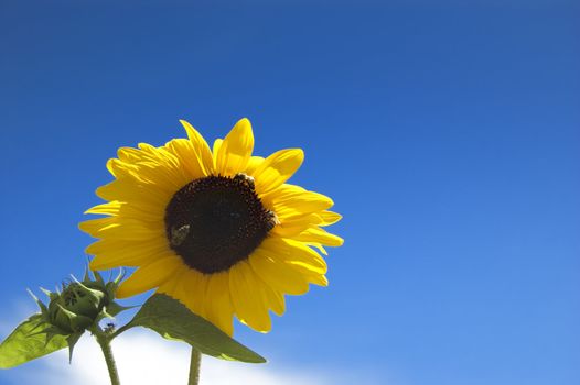 Sunflower in the sky with bee