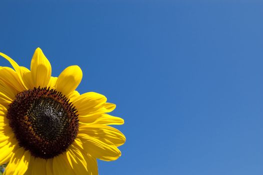 A sunflower in the blue sky