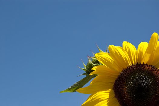 Sunflower in the sky