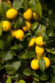 lemon tree branch with some lemons and leaves in background