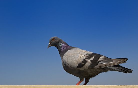 A pigeon