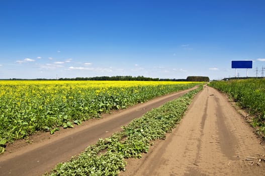 Field of yellow flowers and suburban dirt road that goes the distance. Summer landscape.