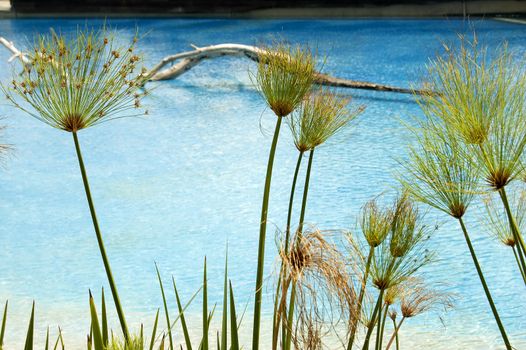 A seaside scene with papyrus