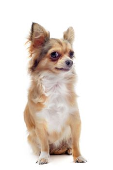 portrait of a cute purebred   chihuahua in front of white background