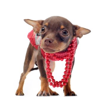 portrait of a sad purebred chihuahua with pearl collar in front of white background