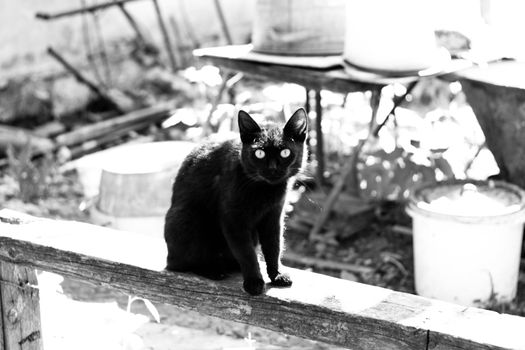 Black Cat in the garden on wooden bench
