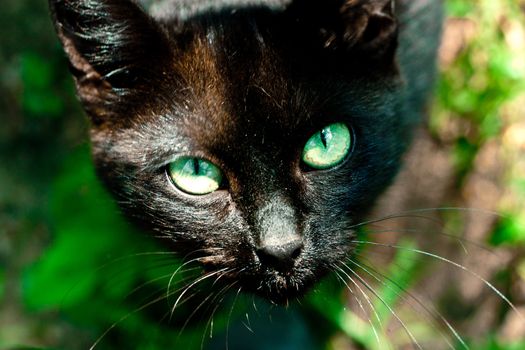 Black Cat in the garden