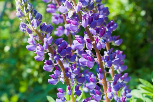 Lupinus lupin - A macro detail of a purple flower