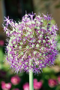 Allium Giganteum - purple flower,  also known as Giant Onion, is a perennial plant