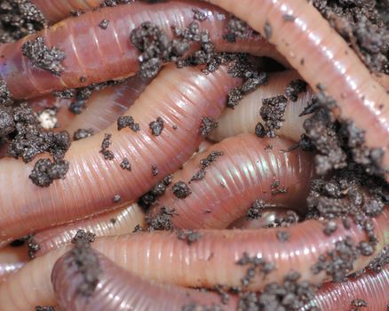 Nightcrawler earth worms used for fishing bait.