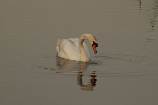 lonely swan in mourning