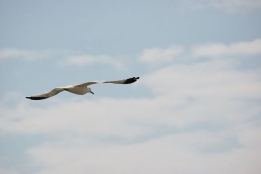 A ring-billed seagull in flight against a blue sky.