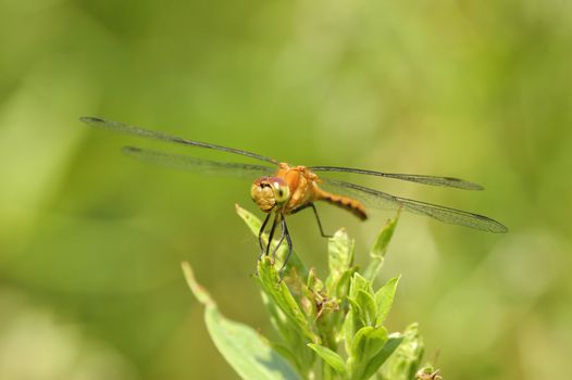 Female Yellow-legged Meadowhawk perched on a plant twig.