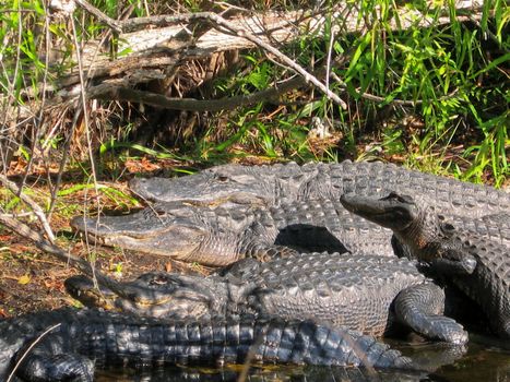 Group of alligaters resting in sun, Everglades National Park, USA.