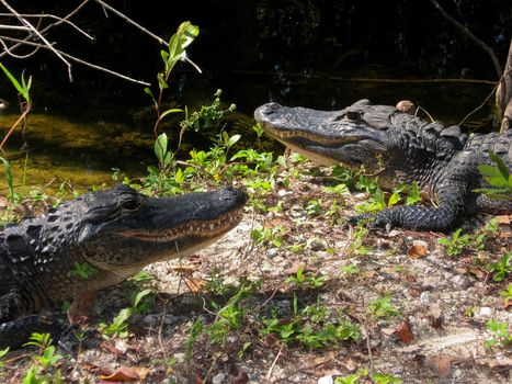 Pair of alligaters resting in sun, Everglades National Park, USA.