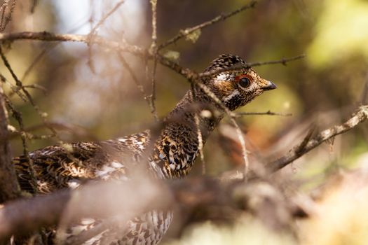 Young spruce grouse (Falcipennis canadensis) hiding in tree.