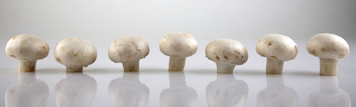 front view of edible white fresh champignon mushroom