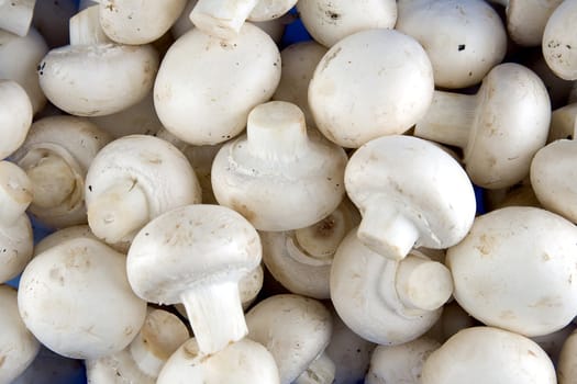 Edible white button or champignon mushrooms, healthy organic food