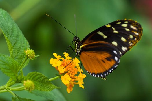 Heliconius tropical butterfly resting on  Lantana or Spanish flag flowers