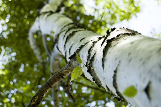 Tree and leaves