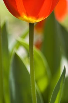 Red tulip