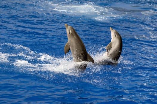 Two dolphins