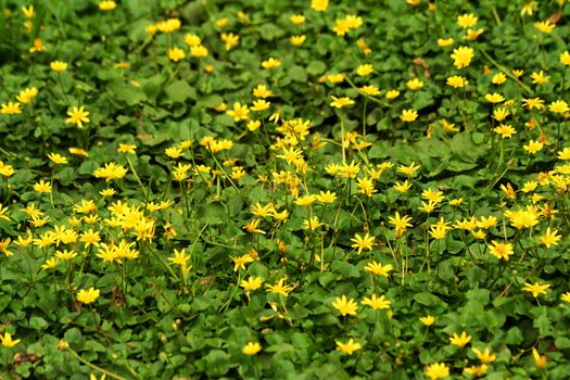 Some Bright yellow wildflowers