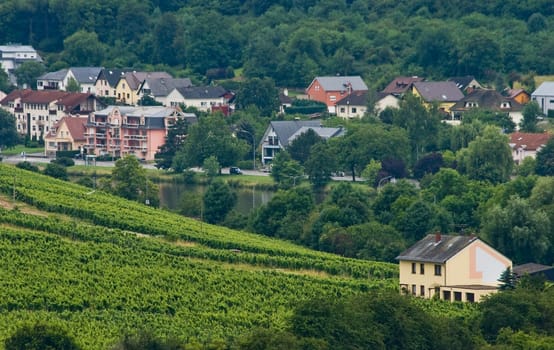 View over landscape with houses, forest and vineyards