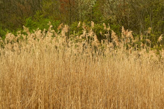 Some Tall reed plants