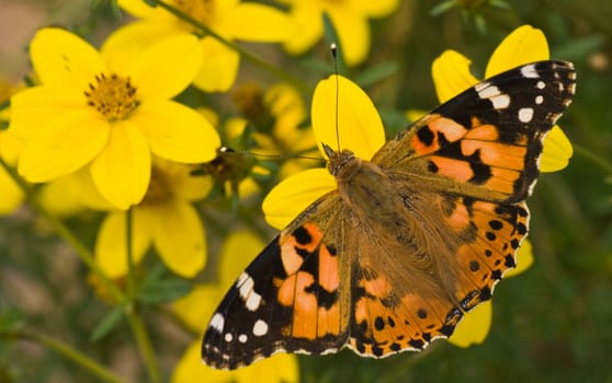 Painted lady sitting on yellow flowers in summer