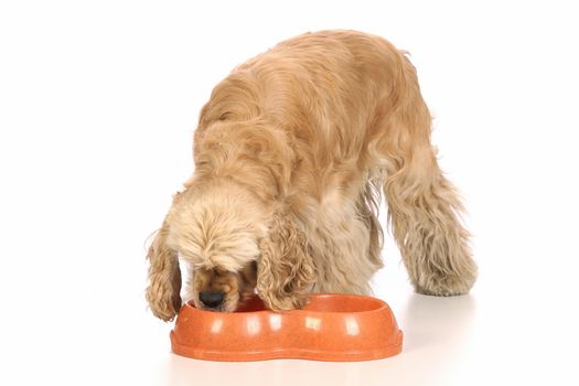 American Cocker Spaniel eating food, isolated on white background