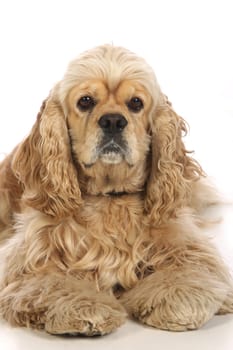 American Cocker Spaniel, isolated on white background