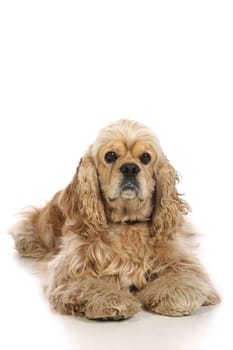 American Cocker Spaniel, isolated on white background