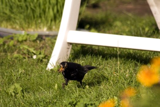 portrait of bird haunting flies in garden