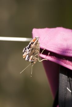 portrait of an animal butterfly sitting resting on laundry