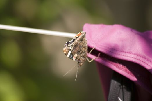 portrait of an animal butterfly sitting resting on laundry