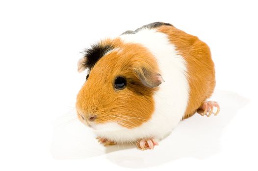 curious guinea pig on a white background 
